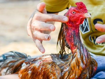 ไก่ชนสายตีตาอาชีพ หรือสายตีแม่นวงแดง