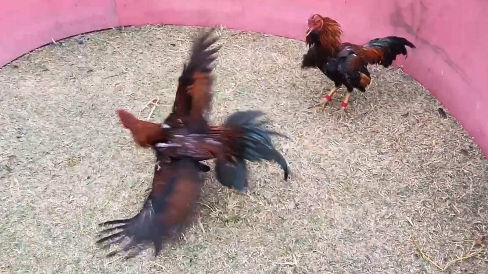 ตีหักตีชัก โป้งเดียวก็เอาชนะคู่แข้งได้