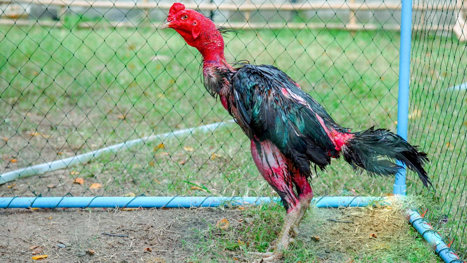 ซัดดำ ก๋อยตราดง่อน ตีหูเสียขา