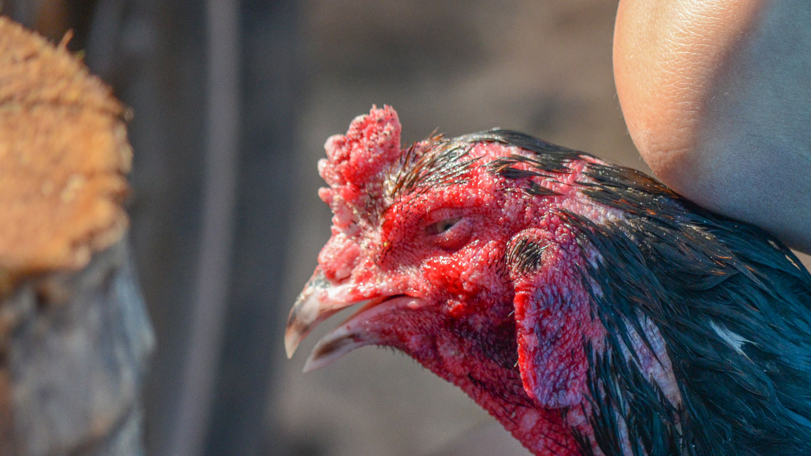 ไก่ชนสายตีตาอาชีพ หรือสายตีแม่นวงแดง