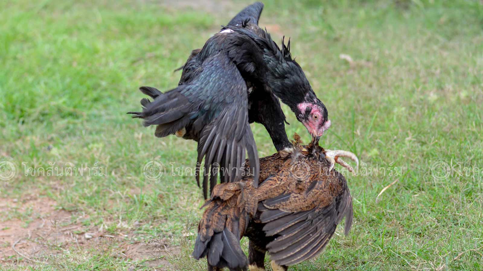 แม่ไก่สร้างเงินล้าน