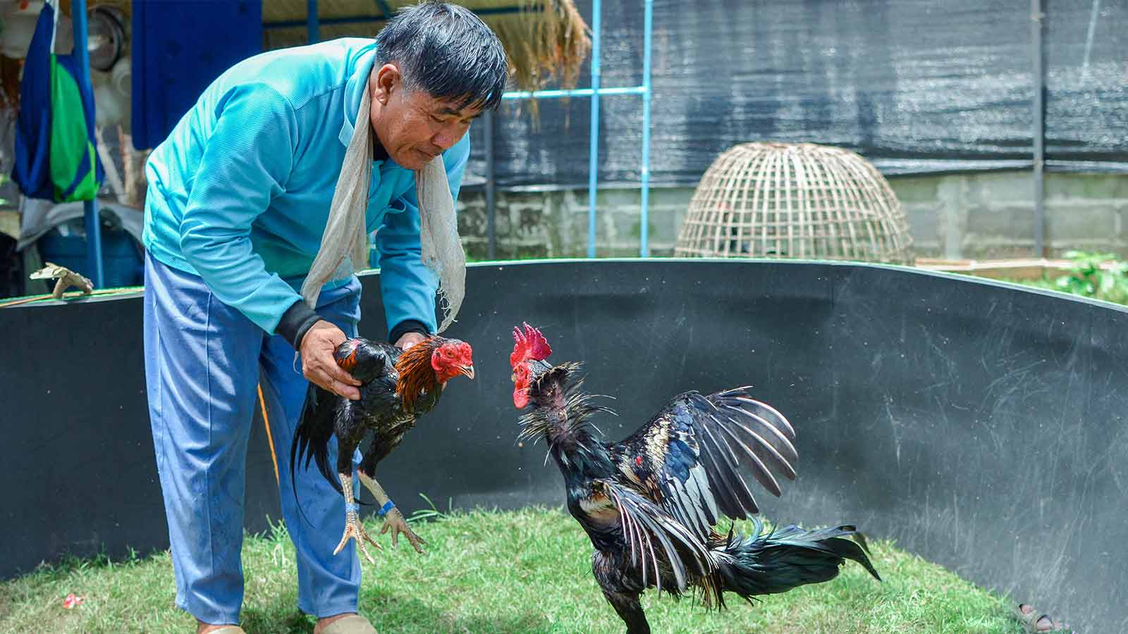 สูตรการเลี้ยงไก่ชนตีแพงเงินล้าน ตามสูตรการเลี้ยง 21 วัน 